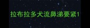 拉布拉多犬流鼻涕要紧