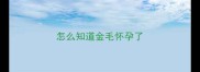 怎么知道金毛怀孕了