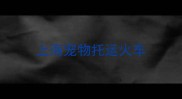 上海宠物托运火车