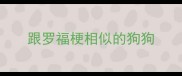 跟罗福梗相似的狗狗