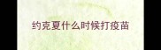 约克夏什么时候打疫苗