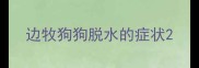 边牧狗狗脱水的症状