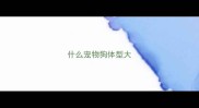 什么宠物狗体型大