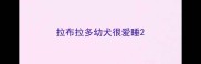 拉布拉多幼犬很爱睡