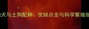 泰迪犬与土狗配种优缺点全与科学繁殖指南