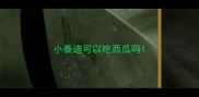 小泰迪可以吃西瓜吗