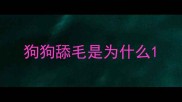 狗狗舔毛是为什么