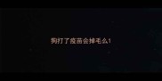 狗打了疫苗会掉毛么