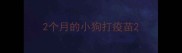 2个月的小狗打疫苗