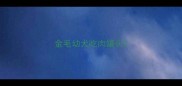 金毛幼犬吃肉罐头