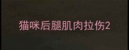 猫咪后腿肌肉拉伤