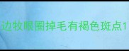 边牧眼圈掉毛有褐色斑点
