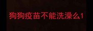 狗狗疫苗不能洗澡么