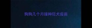 狗狗几个月接种狂犬疫苗
