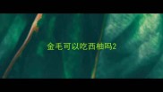 金毛可以吃西柚吗
