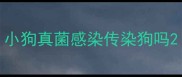 小狗真菌感染传染狗吗