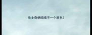 哈士奇俩眼睛不一个颜色