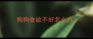 狗狗食欲不好怎么办