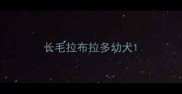 长毛拉布拉多幼犬