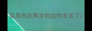宜昌市区两岁的边牧走丢了