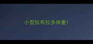 小型拉布拉多体重