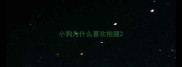 小狗为什么喜欢抱腿