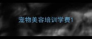 宠物美容培训学费
