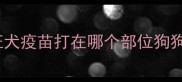 狂犬疫苗打在哪个部位狗狗