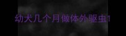 幼犬几个月做体外驱虫