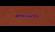 边牧幼犬定点吃饭