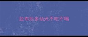 拉布拉多幼犬不吃不喝