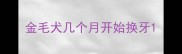 金毛犬几个月开始换牙