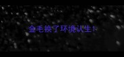 金毛换了环境认生