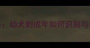 博美犬发情期全攻略幼犬到成年如何识别与护理附详细时间表