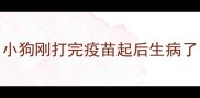 小狗刚打完疫苗起后生病了