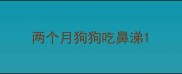 两个月狗狗吃鼻涕