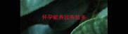 怀孕能养拉布拉多