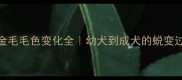 金毛毛色变化全幼犬到成犬的蜕变过程