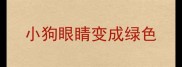 小狗眼睛变成绿色
