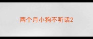 两个月小狗不听话