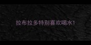 拉布拉多特别喜欢喝水