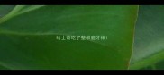 哈士奇吃了整根磨牙棒