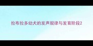 拉布拉多幼犬的发声规律与发育阶段