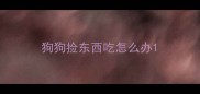 狗狗捡东西吃怎么办