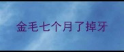 金毛七个月了掉牙