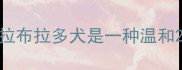 拉布拉多犬是一种温和