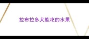 拉布拉多犬能吃的水果