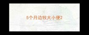 5个月边牧大小便