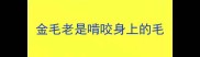 金毛老是啃咬身上的毛