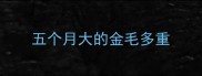 五个月大的金毛多重